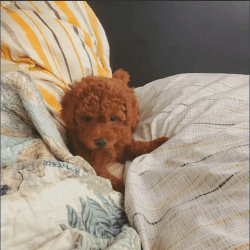 4 months old Red Female Toy Poodle Puppy