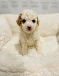 TINY TOY POODLE PUPS 6-7LBS FULLY GROWN