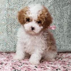 Poodles puppy for sale