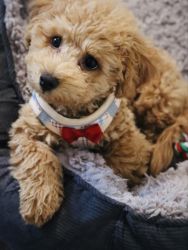 Toy Poodle for Sale