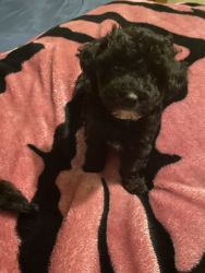 Adorable toy poodle puppies