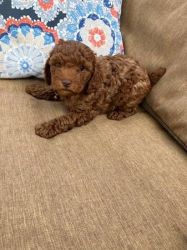 Red CKC Toy Poodle Puppies