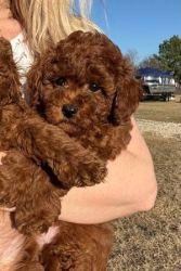 Red Poodle Puppies
