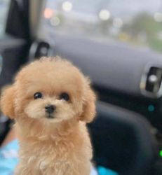 Gorgeous Toy Poodle Puppies