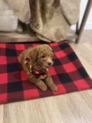 Toy Poodle For Sale