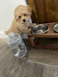 Male Toy poodle
