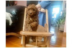 MALE AND FEMALE TOY POODLE PUPPIES