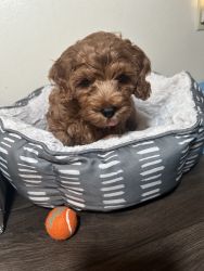 Red toy poodle