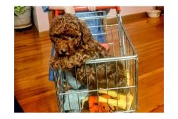 Perry Toy Poodle Puppy