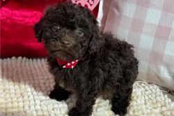 Jamie Toy Poodle Puppy