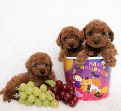 Gorgeous Toy Poodle Puppies, Red Apricot