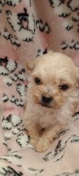 Toy Poodle Puppy Mix