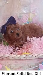 Red toy poodle pup will be about 7 lbs Female SCAM FREE face to face