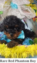 Black with rare perfect red phantom markings toy poodle