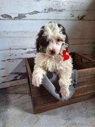 AKC TOY POODLE PUPPIES