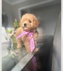Tan female toy poodle