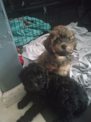 Adorable toy poodles brown black and tan