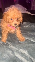 AKC Bailey the Toy Poodle