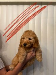 Red and caramel toy poodles