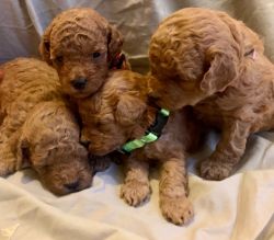Stunning!!! Three Tiny Red Toy Poodle Puppies Awaiting A Forever Home
