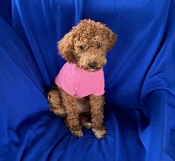 Toy Poodle Male Female