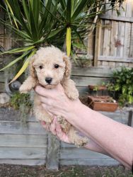 Pedigree ANKC toy poodle puppies