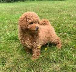 Three Tiny Red Toy Poodle Puppies Awaiting A Forever Hom