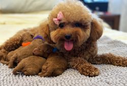Toy Poodle puppies looking for loving homes