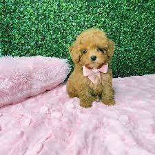 TOY POODLES.AVAILABLE