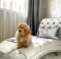 Cute Toy poodle puppy