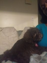 Toy Poodle needing rehoming asap