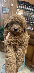 Red toy poodle (pure breed)