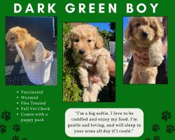 2 MALE TOY CAVOODLES- Calling all lovers of sunshine and snuggles