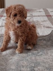 AKC Toy Poodle 'Boots'