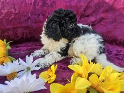 Registered Toy poodle puppies!
