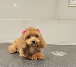 Toy Poodle Available