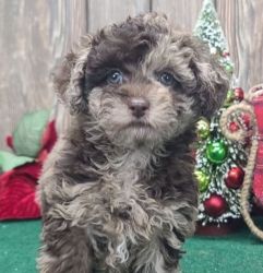 Beautiful Rare Toy Poodle looking for his new forever home