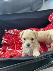TOY POODLE PUPPY ON SALE