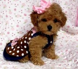 Nice Toy Poodle Puppies