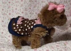 Great Toy Poodle Puppies