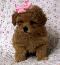 Charming Toy Poodle Puppies