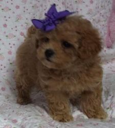Lovely Toy Poodle Puppies