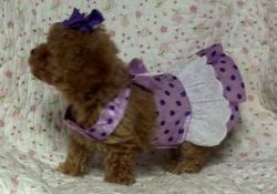Fine Toy Poodle Puppies