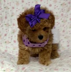 Marvelous Toy Poodle Puppies