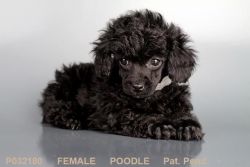 Black Female Toy Poodle