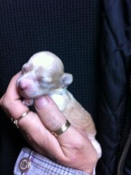 Tiny UABR Toy Poodles For Sale Females