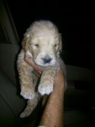 Toy poodle male pup available for