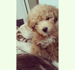 Puppy- toy poodle