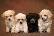 Toy Poodle Puppies xxx) xxx-xxx0