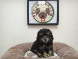 Toy Poodle - Coco - Male